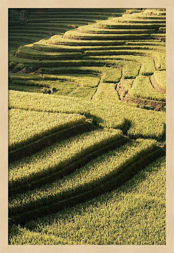Rice Terraces In Bali