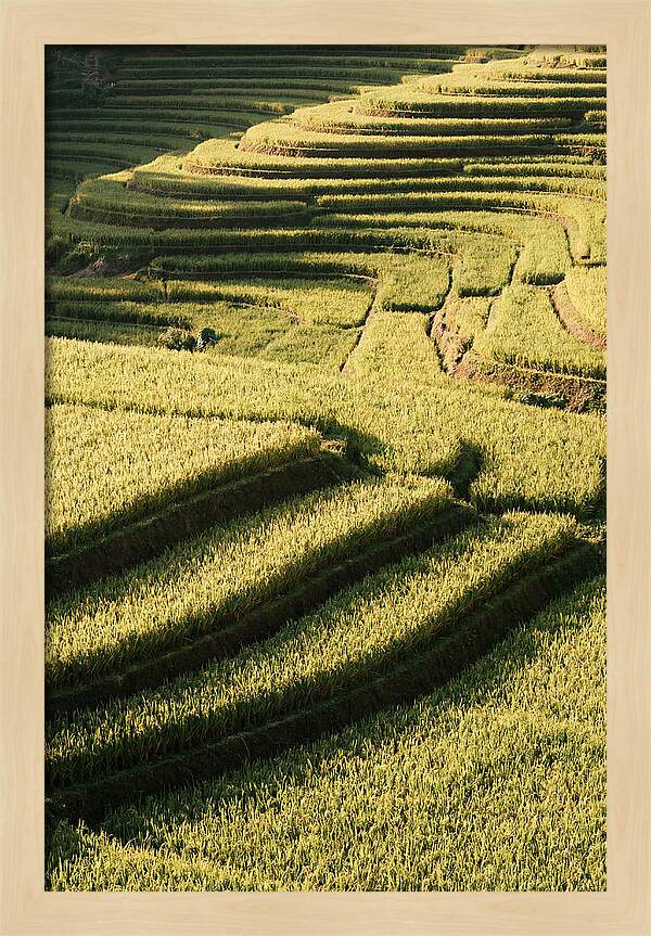 Rice Terraces In Bali