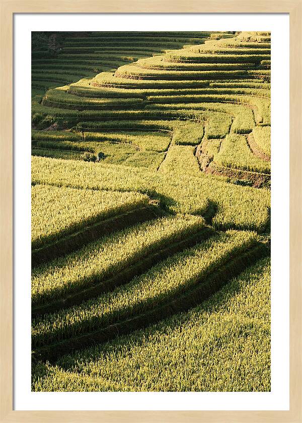 Rice Terraces In Bali