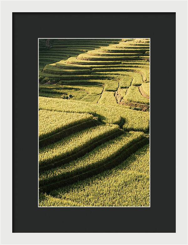 Rice Terraces In Bali