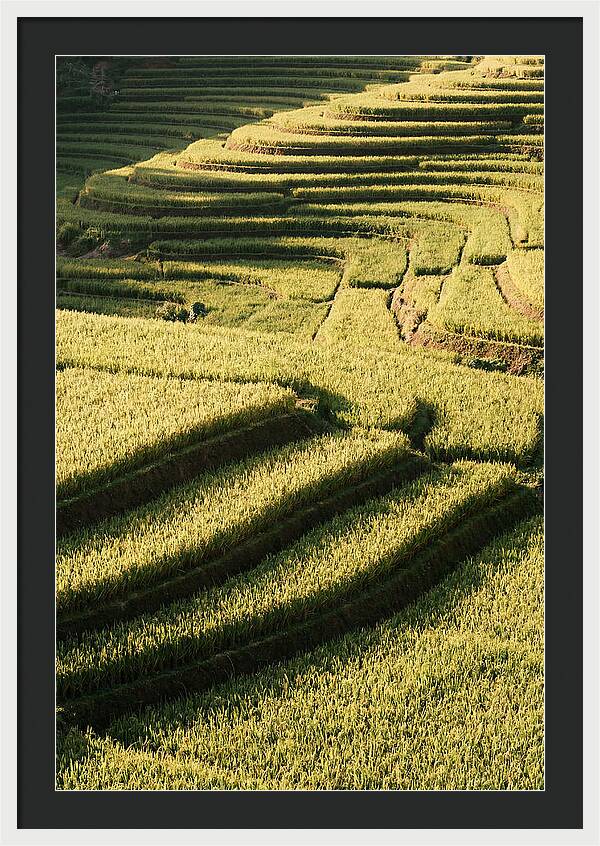 Rice Terraces In Bali