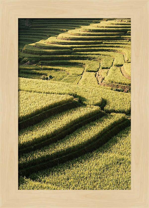 Rice Terraces In Bali
