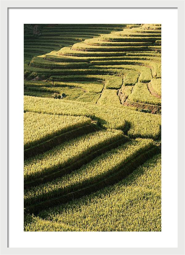 Rice Terraces In Bali