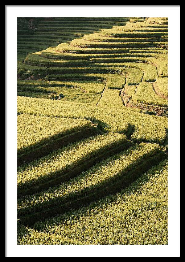 Rice Terraces In Bali