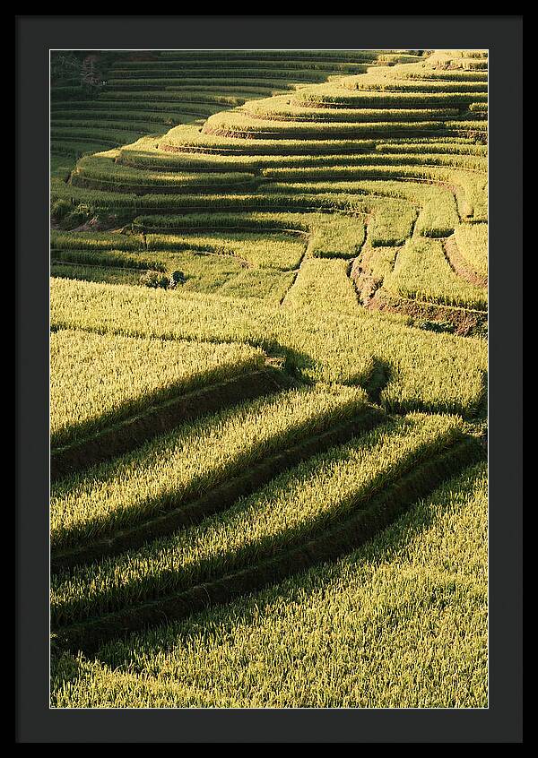 Rice Terraces In Bali