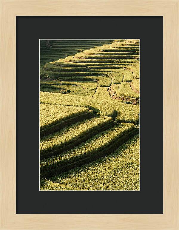Rice Terraces In Bali