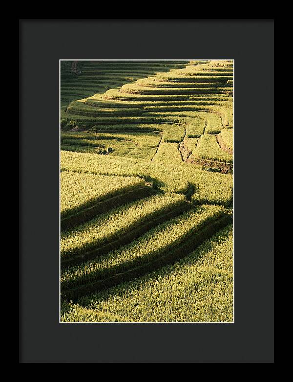 Rice Terraces In Bali