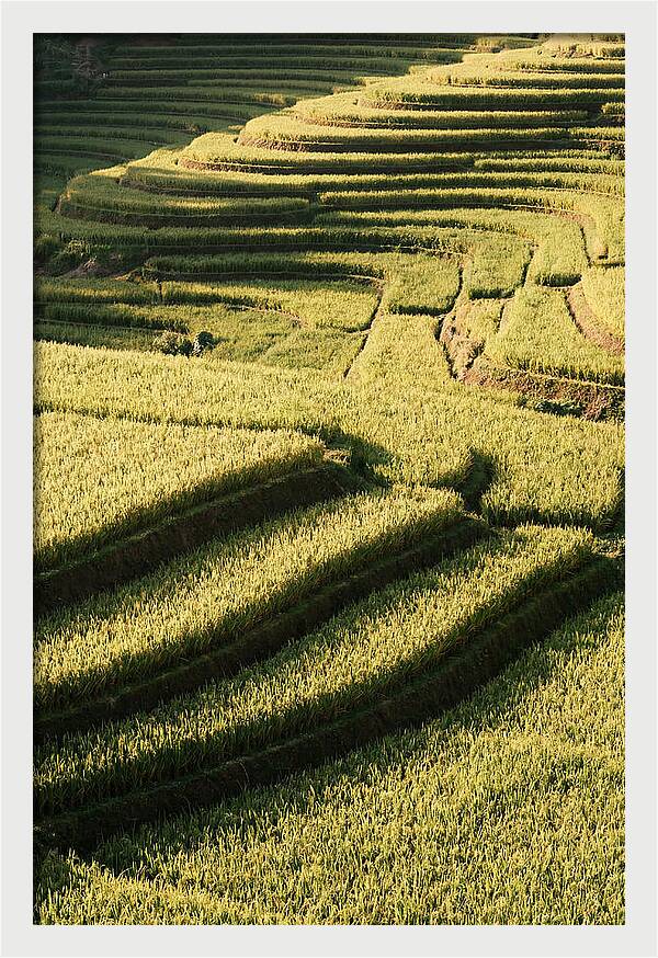 Rice Terraces In Bali