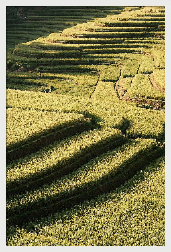 Rice Terraces In Bali