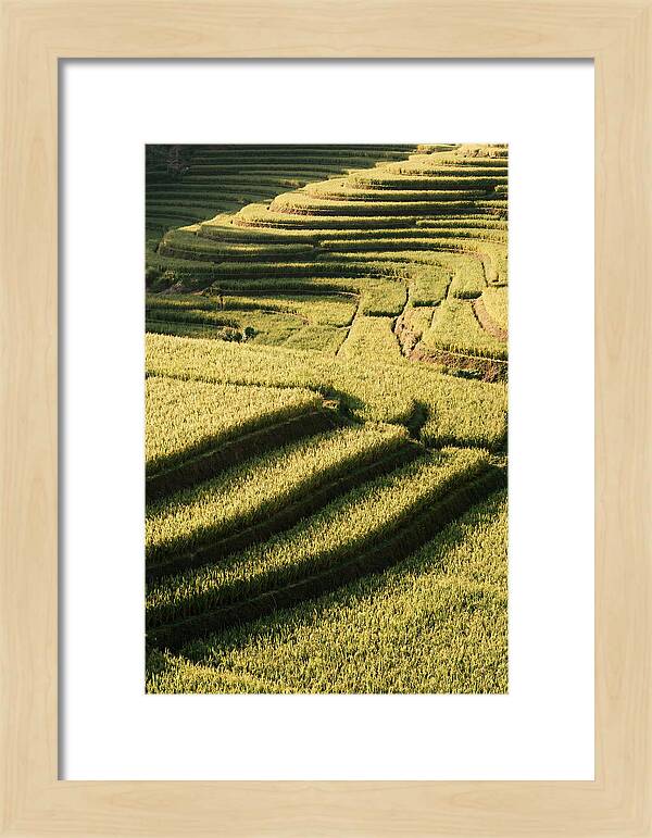 Rice Terraces In Bali