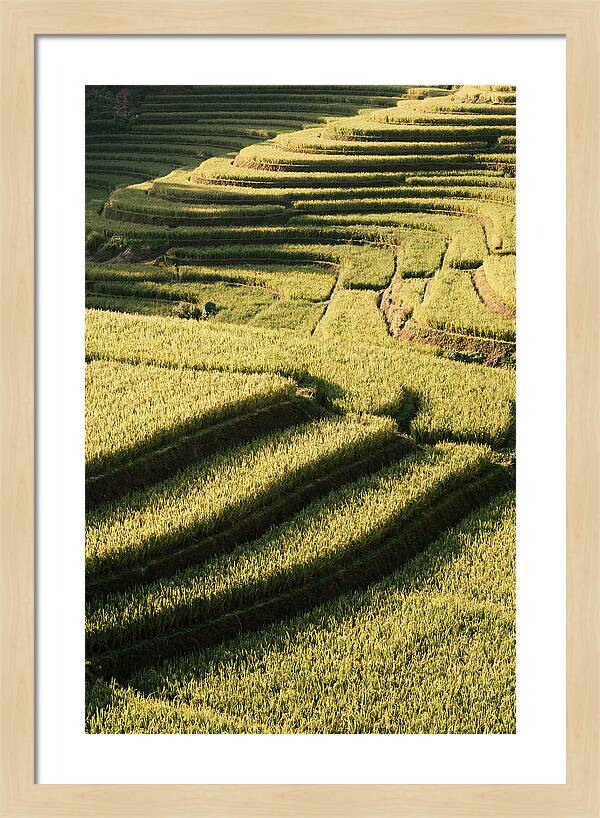 Rice Terraces In Bali