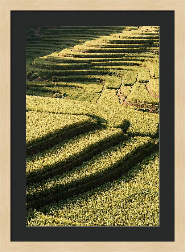 Rice Terraces In Bali