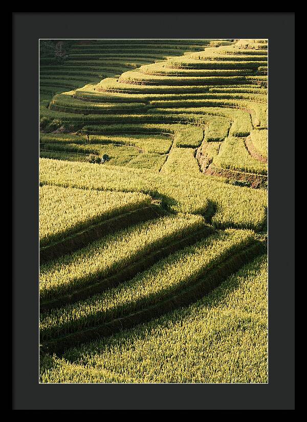 Rice Terraces In Bali