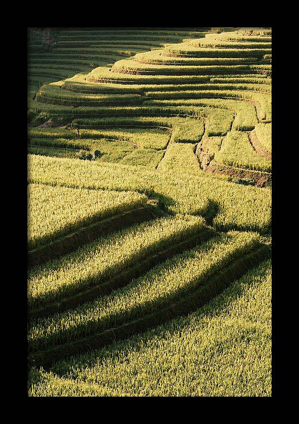Rice Terraces In Bali