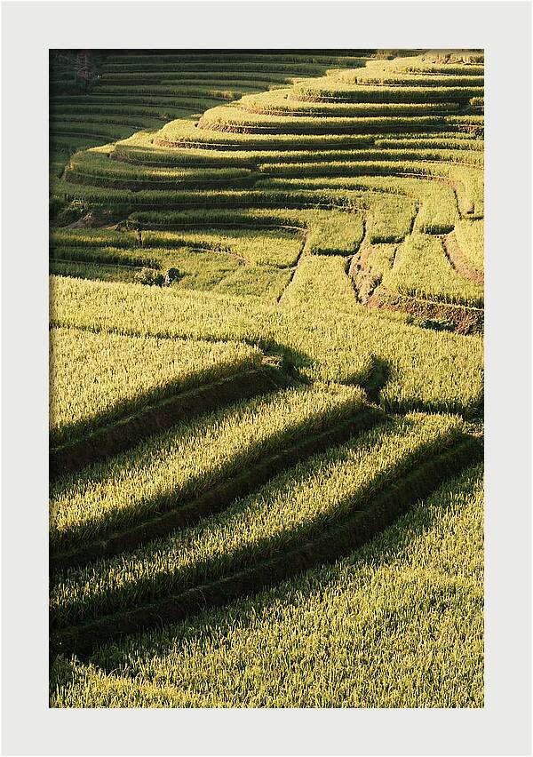 Rice Terraces In Bali