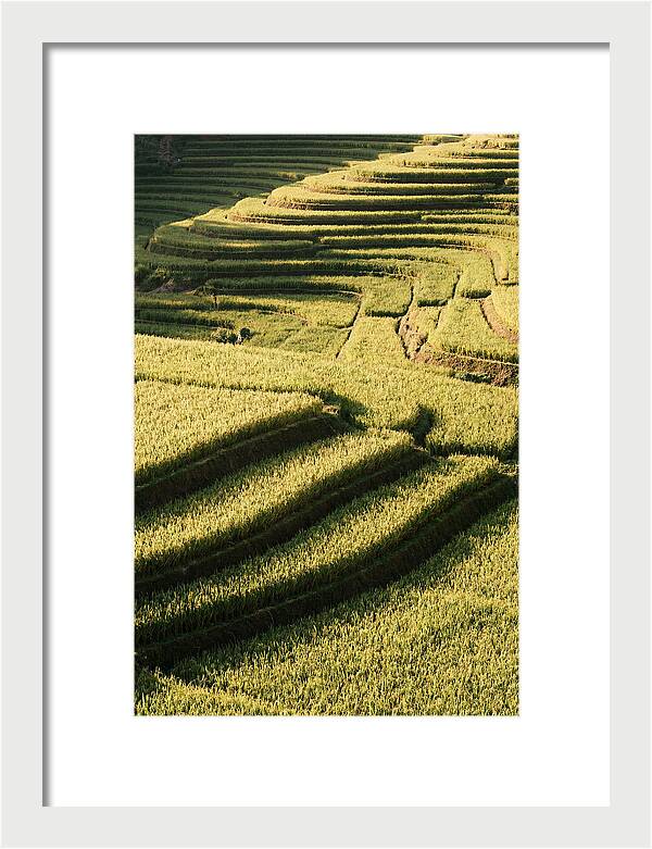 Rice Terraces In Bali