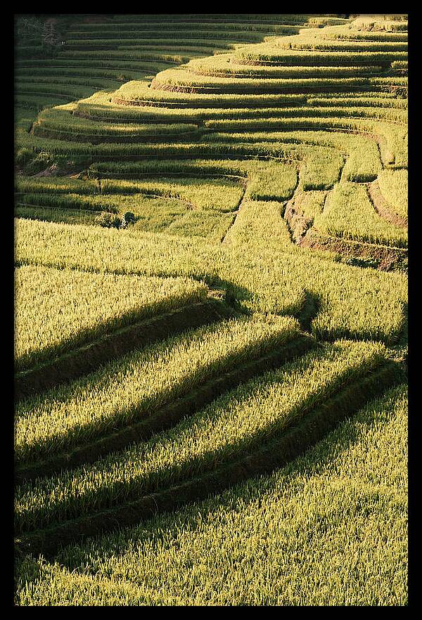 Rice Terraces In Bali