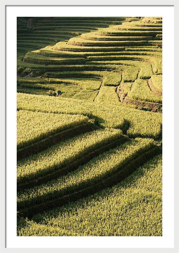 Rice Terraces In Bali