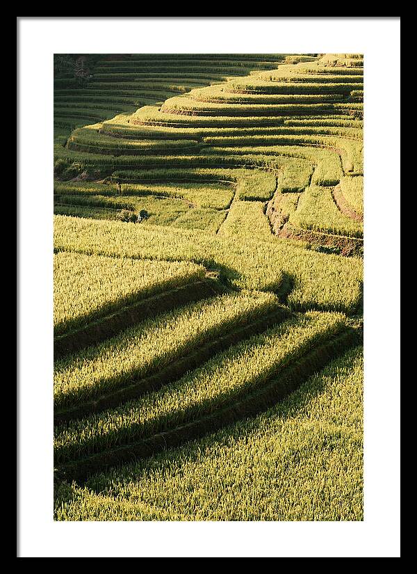 Rice Terraces In Bali