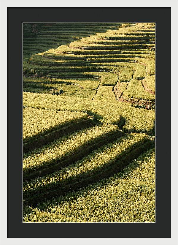 Rice Terraces In Bali