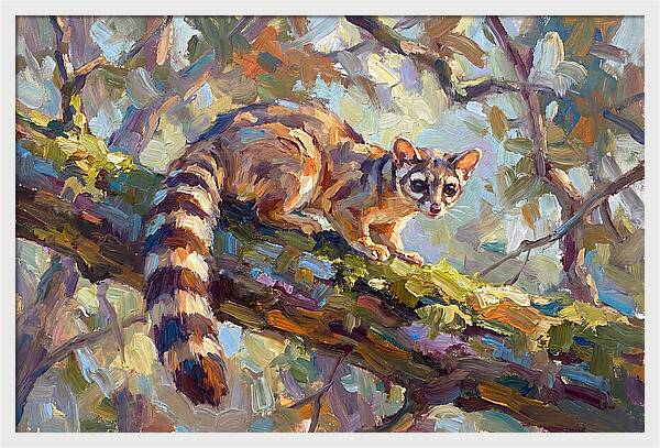 Ringtail Relaxing Among Leaves