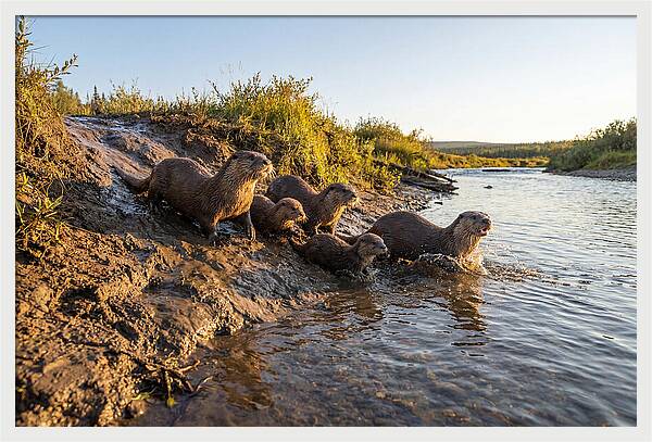River Otter Family Adventure