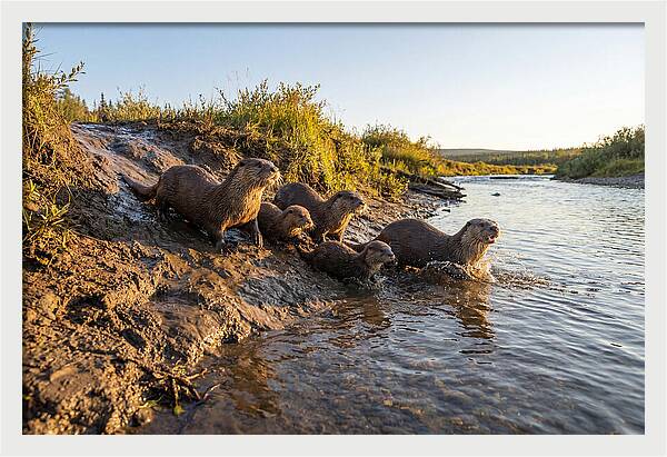 River Otter Family Adventure