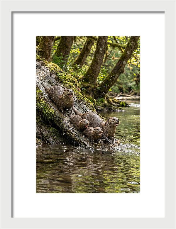 River Otter Family Sliding