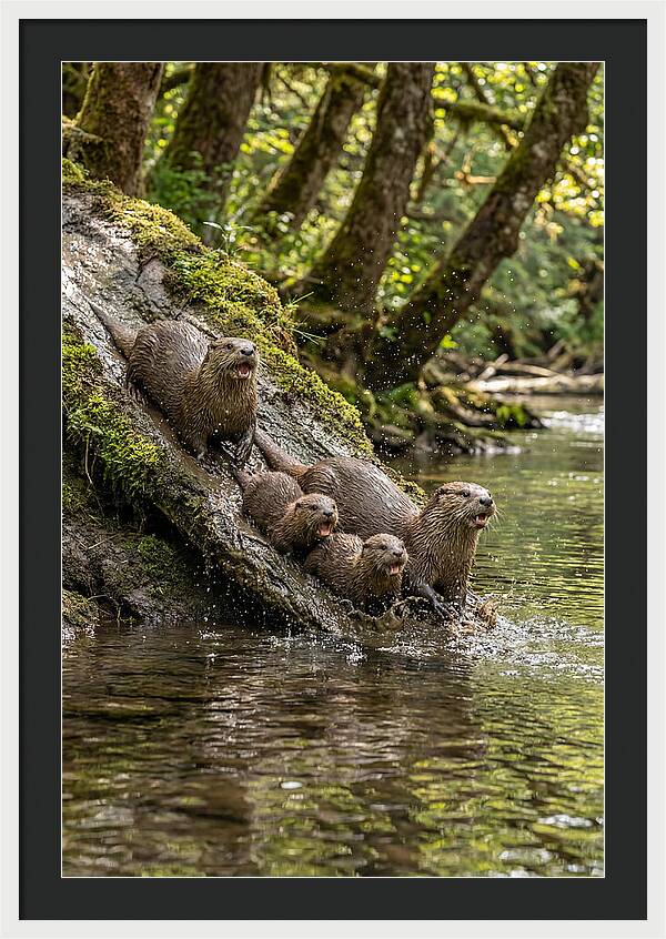 River Otter Family Sliding