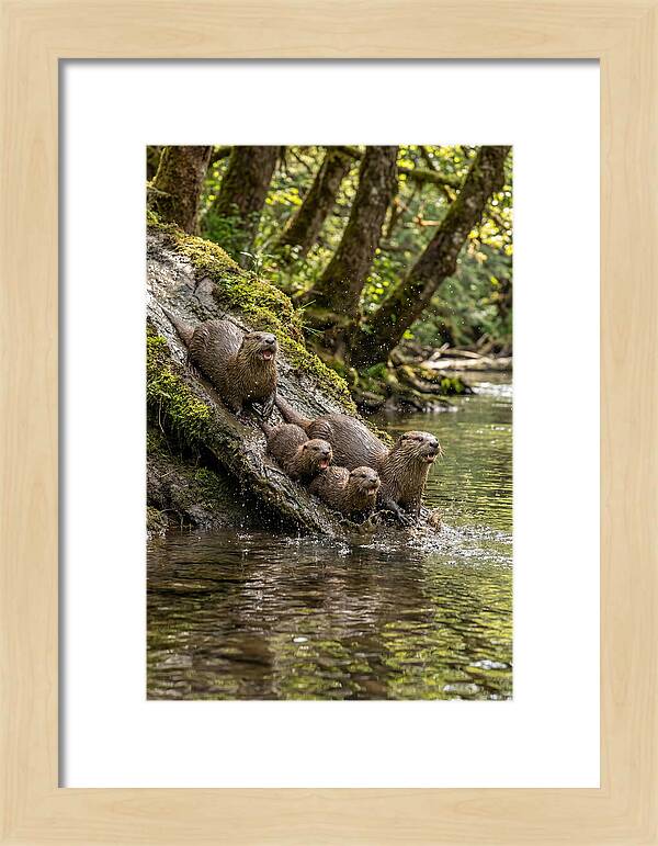River Otter Family Sliding