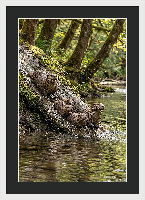 River Otter Family Sliding