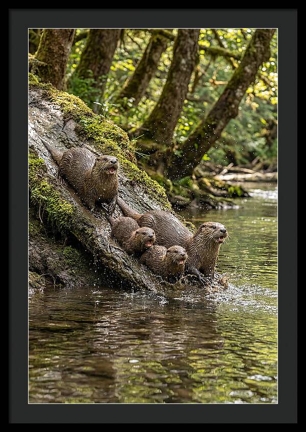 River Otter Family Sliding