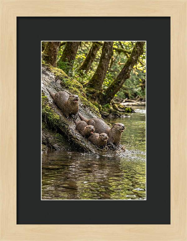 River Otter Family Sliding