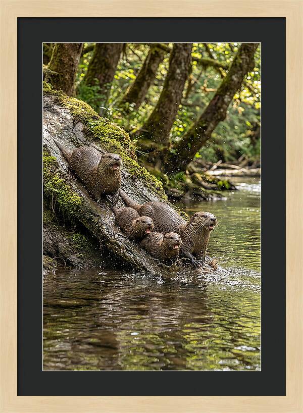 River Otter Family Sliding