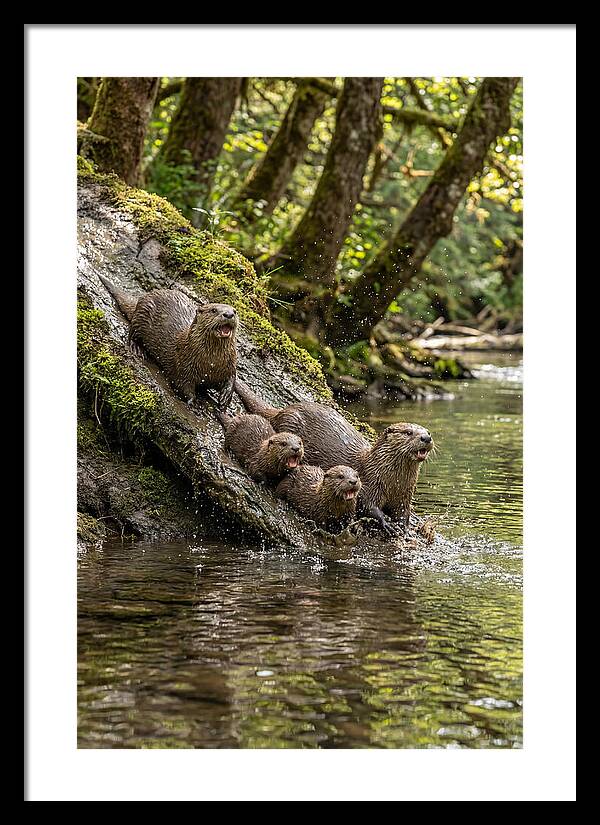 River Otter Family Sliding