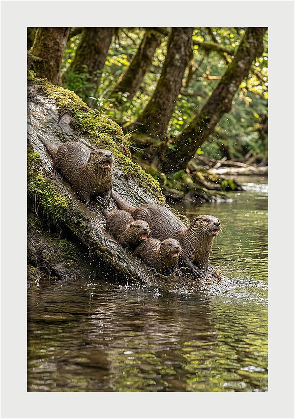 River Otter Family Sliding