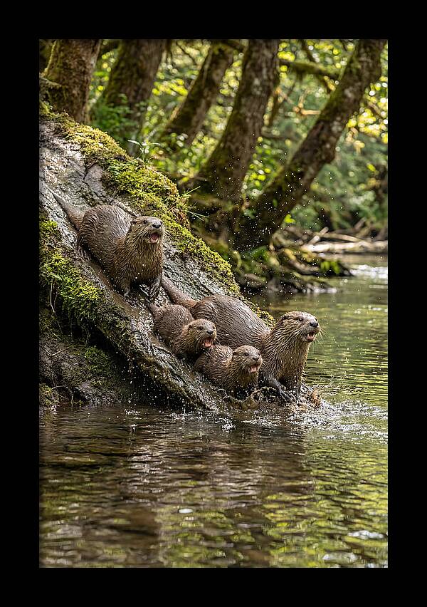 River Otter Family Sliding