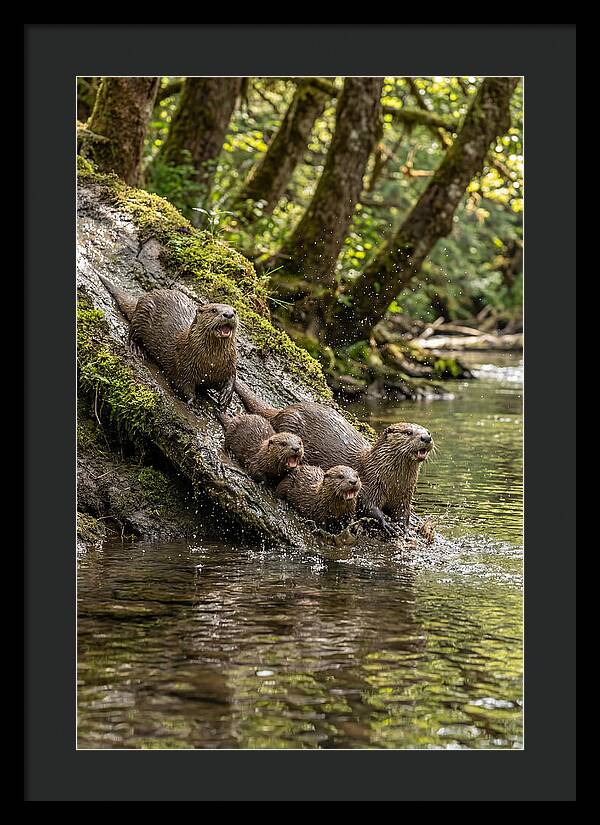 River Otter Family Sliding