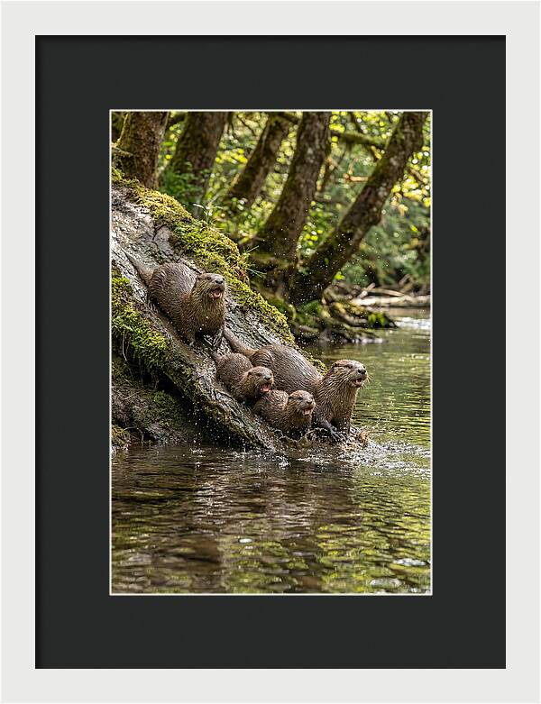 River Otter Family Sliding