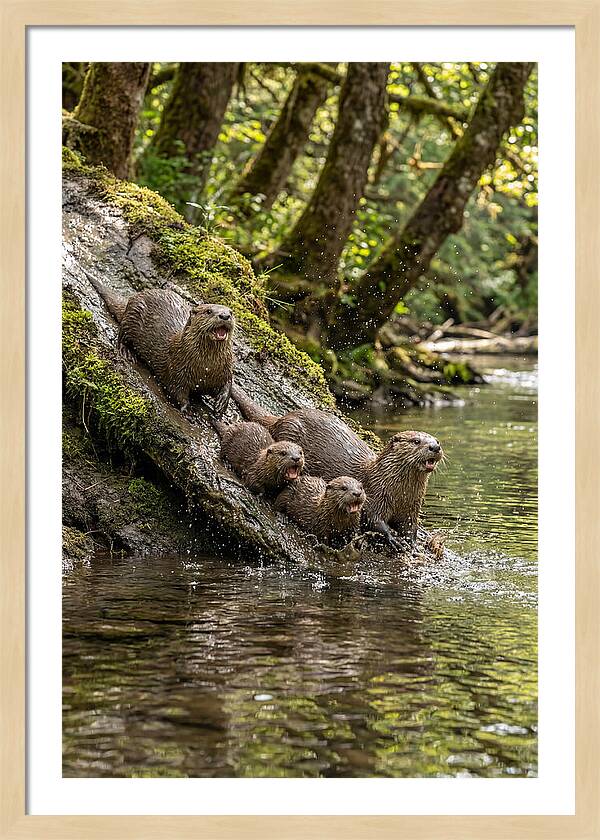 River Otter Family Sliding