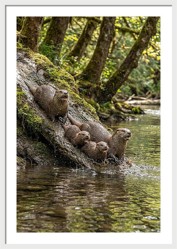 River Otter Family Sliding