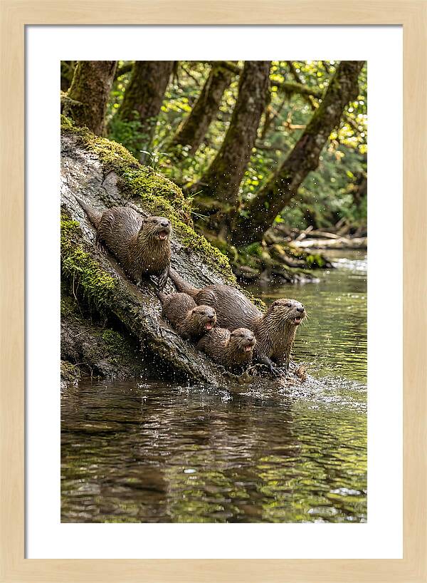 River Otter Family Sliding