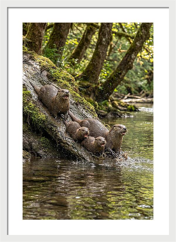 River Otter Family Sliding