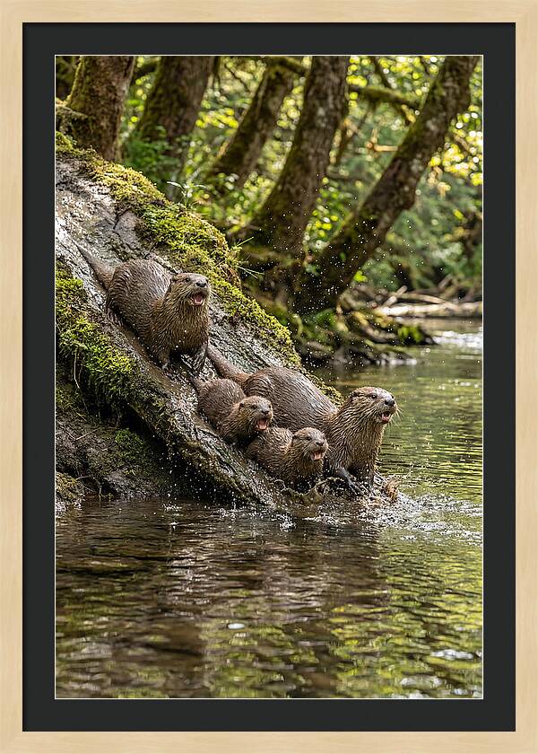 River Otter Family Sliding