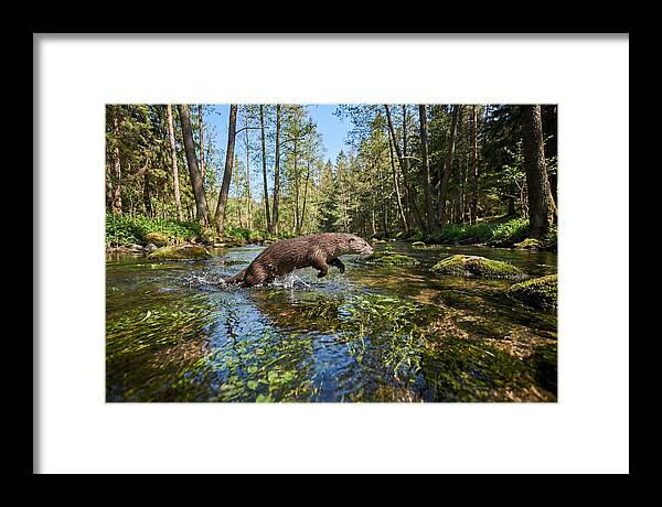 River Otter Playing In Stream