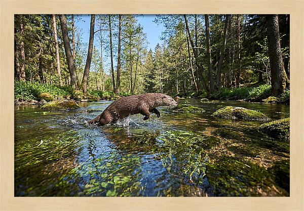 River Otter Playing In Stream