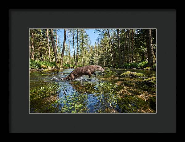 River Otter Playing In Stream