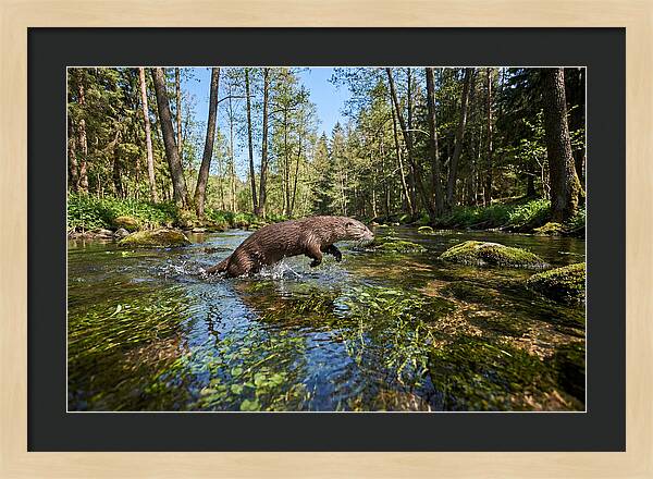 River Otter Playing In Stream