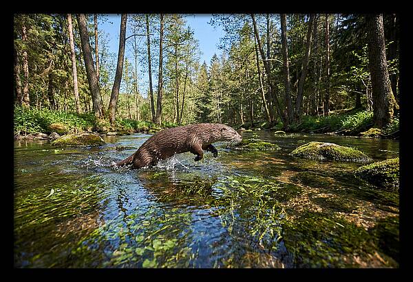 River Otter Playing In Stream