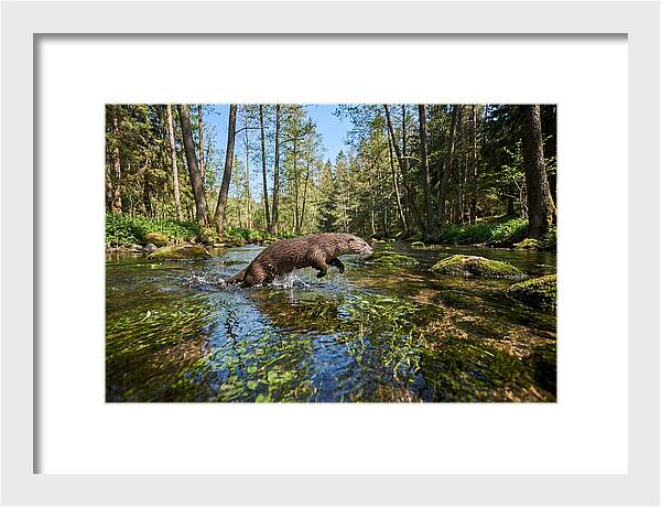 River Otter Playing In Stream